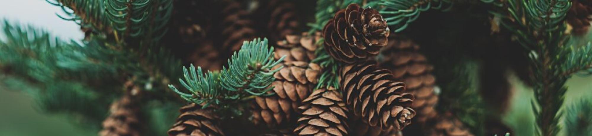 pines-lab